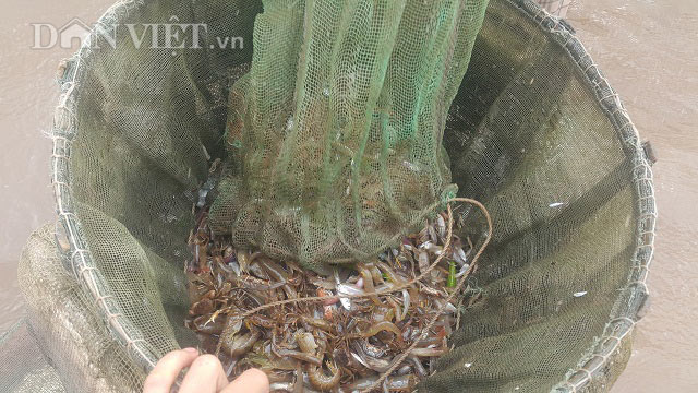 Săn đặc sản tôm đất bé tin hin kiếm tiền triệu mỗi ngày ở Ninh Bình-7