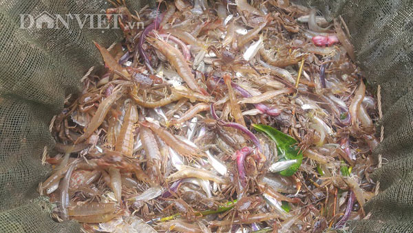 Săn đặc sản tôm đất bé tin hin kiếm tiền triệu mỗi ngày ở Ninh Bình-8