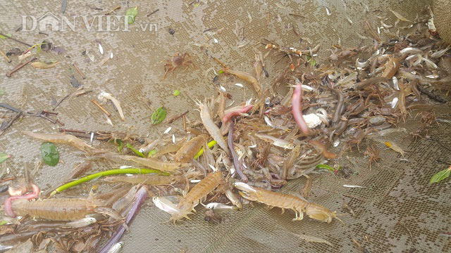Săn đặc sản tôm đất bé tin hin kiếm tiền triệu mỗi ngày ở Ninh Bình-9