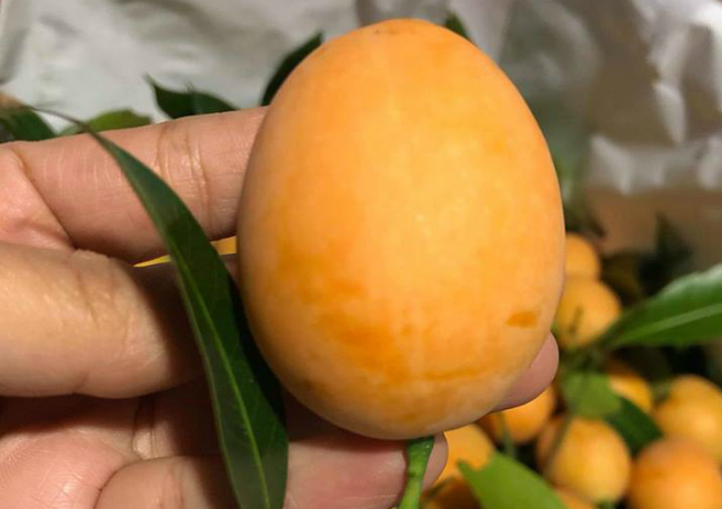 Kỳ lạ loại quả ăn vặt giá chát, chưa kịp về đã hết hàng-3