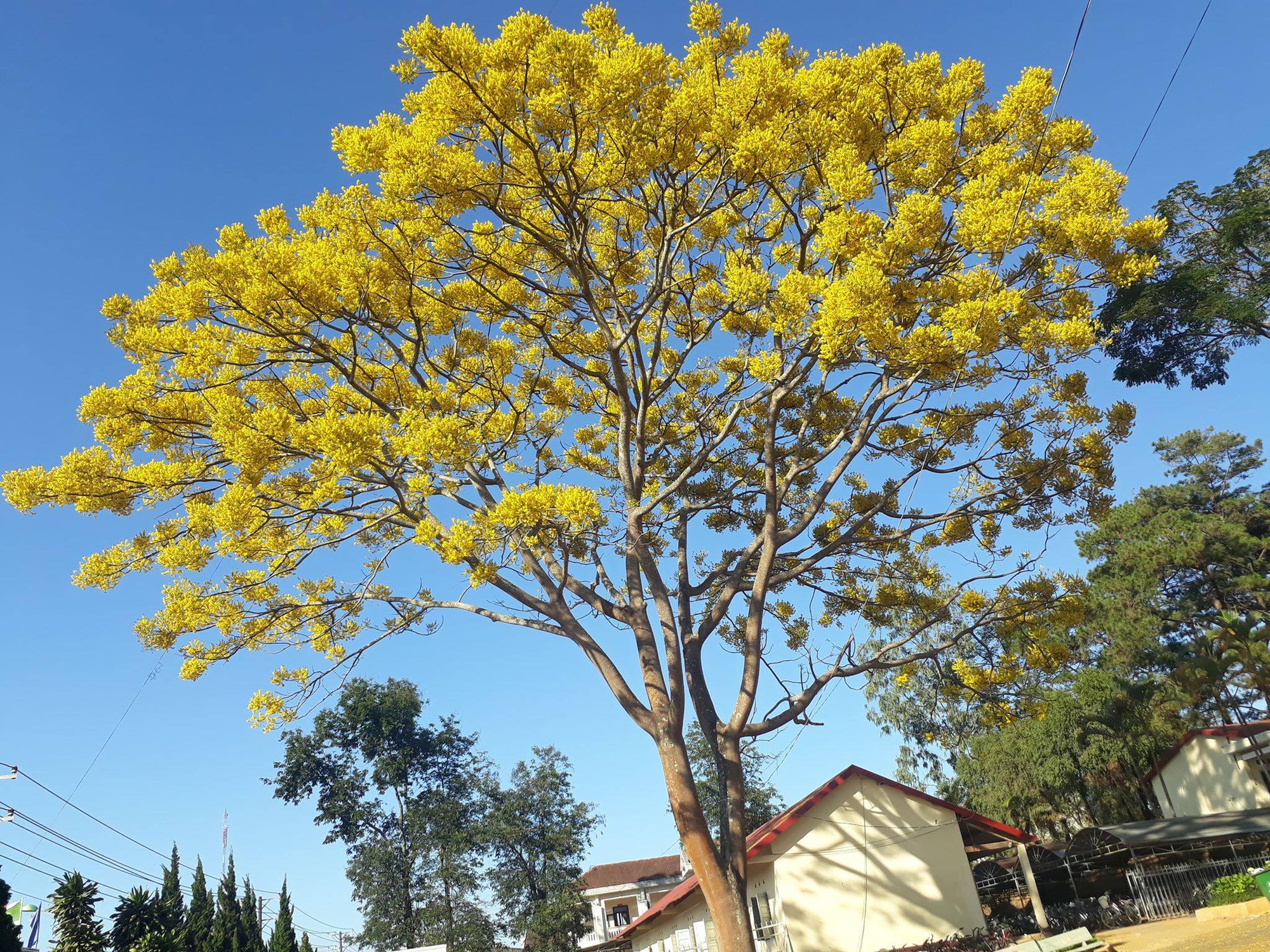 Học sinh thi nhau khoe phượng nở rực cả góc trường thế nhưng đỏ vàng tím, đâu mới là màu đẹp nhất?-3