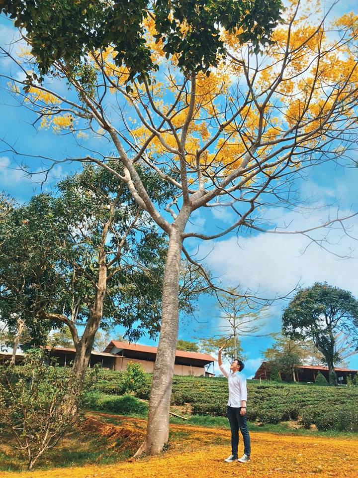 Học sinh thi nhau khoe phượng nở rực cả góc trường thế nhưng đỏ vàng tím, đâu mới là màu đẹp nhất?-4