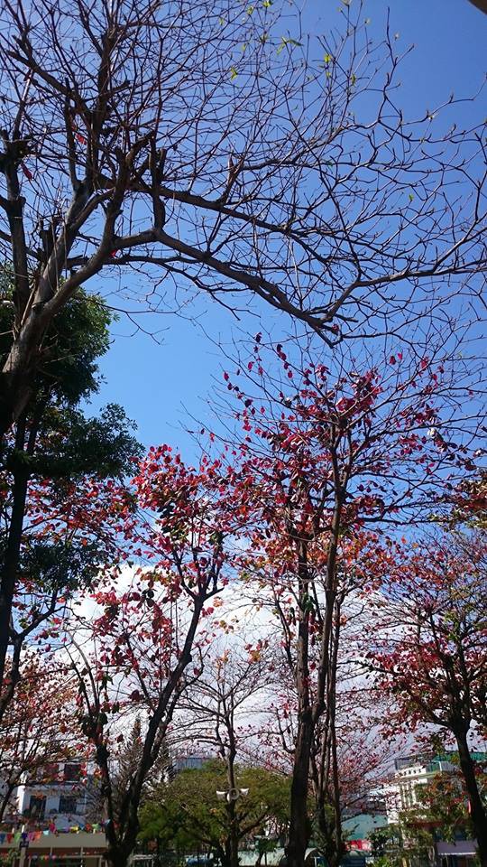 Học sinh thi nhau khoe phượng nở rực cả góc trường thế nhưng đỏ vàng tím, đâu mới là màu đẹp nhất?-12