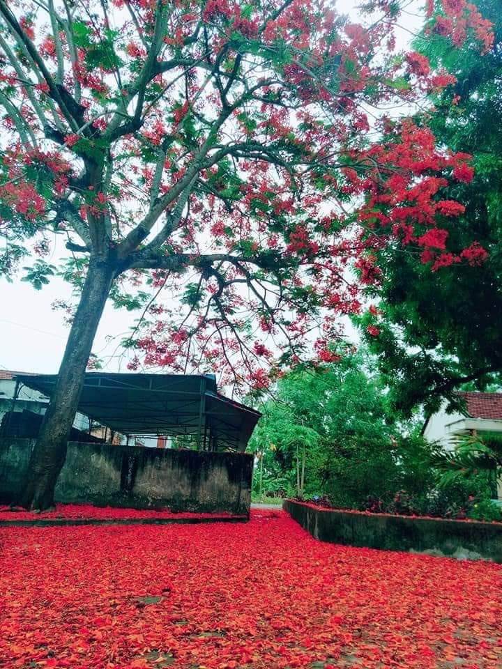 Học sinh thi nhau khoe phượng nở rực cả góc trường thế nhưng đỏ vàng tím, đâu mới là màu đẹp nhất?-13