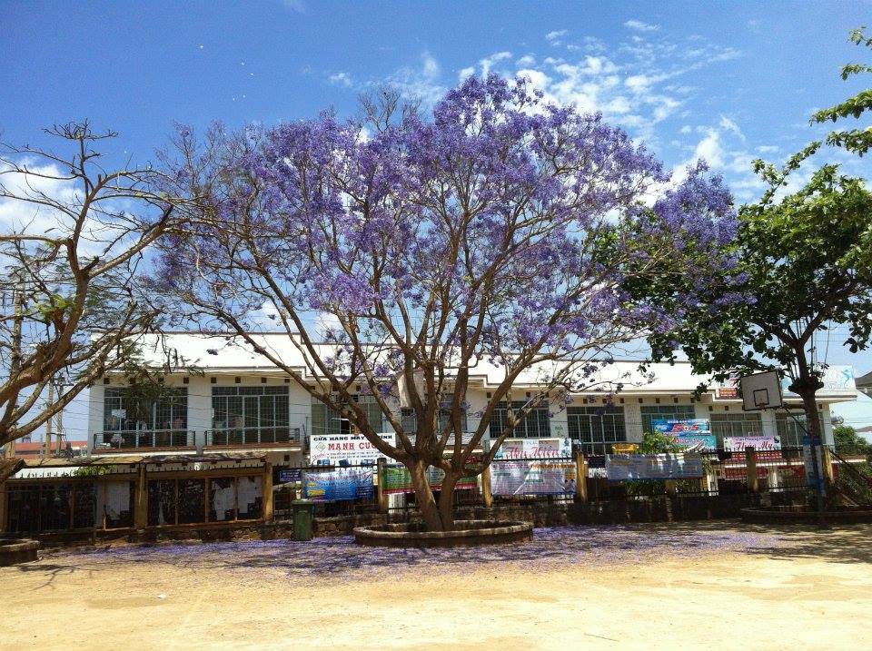 Học sinh thi nhau khoe phượng nở rực cả góc trường thế nhưng đỏ vàng tím, đâu mới là màu đẹp nhất?-8