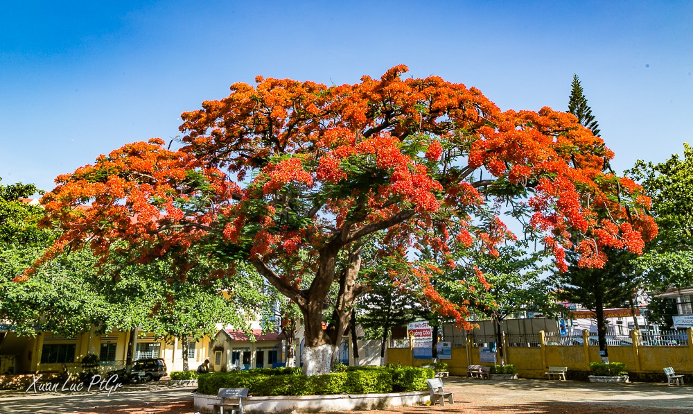 Học sinh thi nhau khoe phượng nở rực cả góc trường thế nhưng đỏ vàng tím, đâu mới là màu đẹp nhất?-11