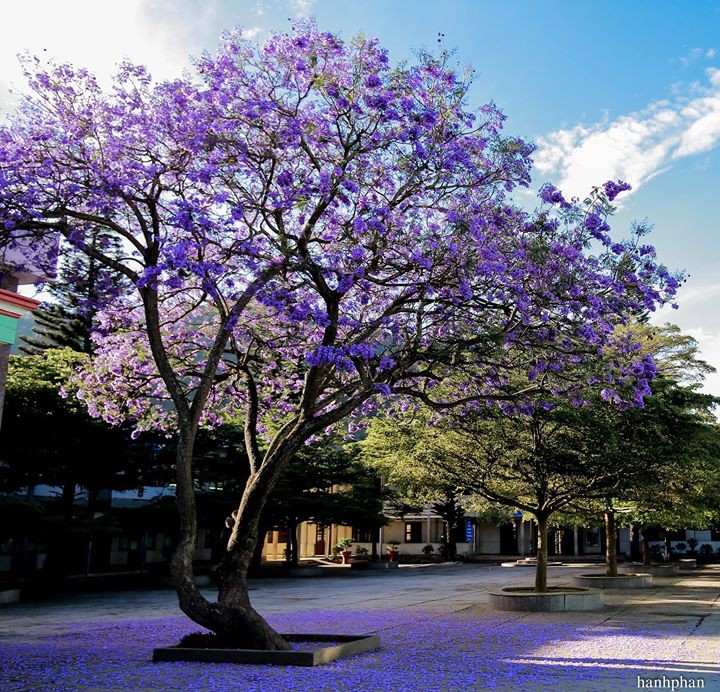 Học sinh thi nhau khoe phượng nở rực cả góc trường thế nhưng đỏ vàng tím, đâu mới là màu đẹp nhất?-9