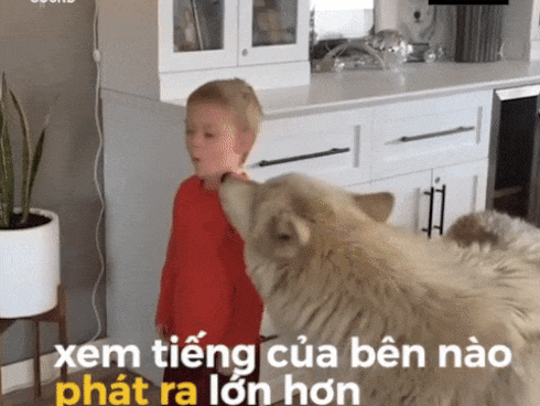 Chó lai sói biết tranh nhau 'hú' cùng cậu bé