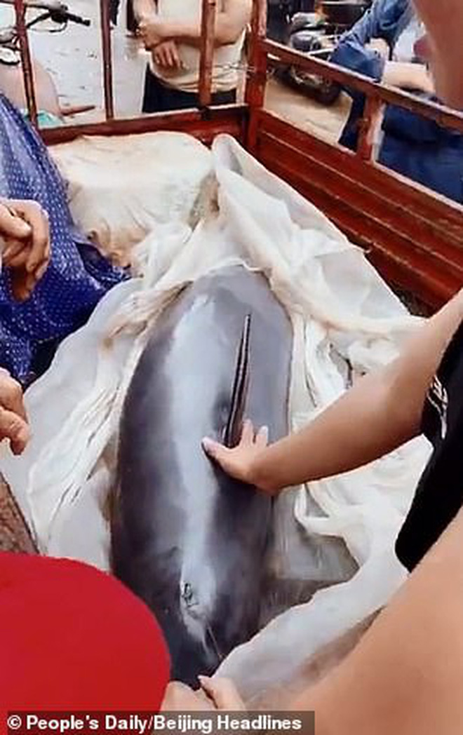 Đoạn clip xót xa: Cá heo không vây chảy nước mắt khi bị bán thịt giữa chợ-3