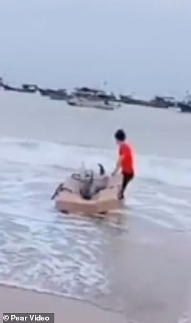 Đoạn clip xót xa: Cá heo không vây chảy nước mắt khi bị bán thịt giữa chợ-5