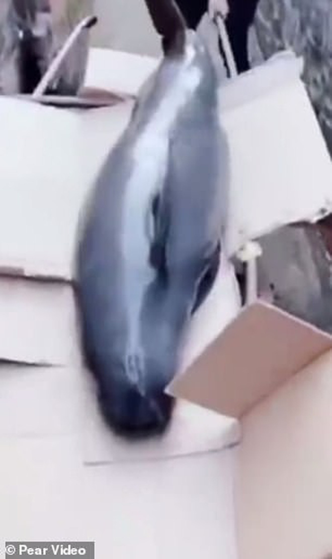 Đoạn clip xót xa: Cá heo không vây chảy nước mắt khi bị bán thịt giữa chợ-4