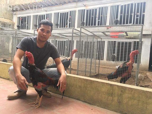 Kỹ sư bỏ lương cao về quê luyện chiến kê, kiếm vài trăm triệu/năm-1