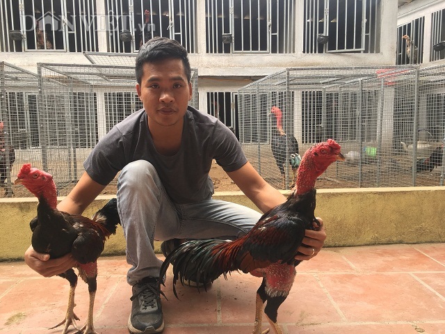 Kỹ sư bỏ lương cao về quê luyện chiến kê, kiếm vài trăm triệu/năm-3