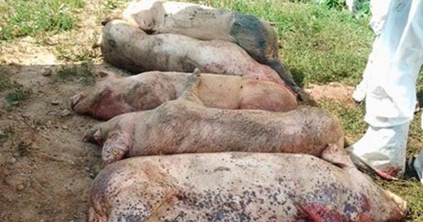 Hà Nội ra công điện khẩn phòng chống dịch tả lợn Châu Phi-1