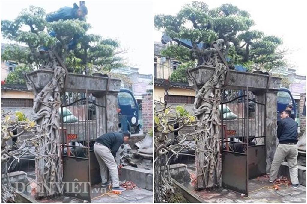 Xôn xao Nam Định: Cây sanh cổ bán kèm cổng nhà giá 6.000 USD?-1