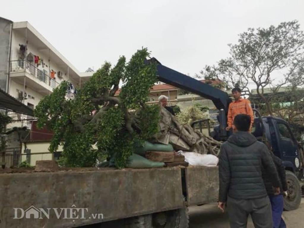 Xôn xao Nam Định: Cây sanh cổ bán kèm cổng nhà giá 6.000 USD?-4