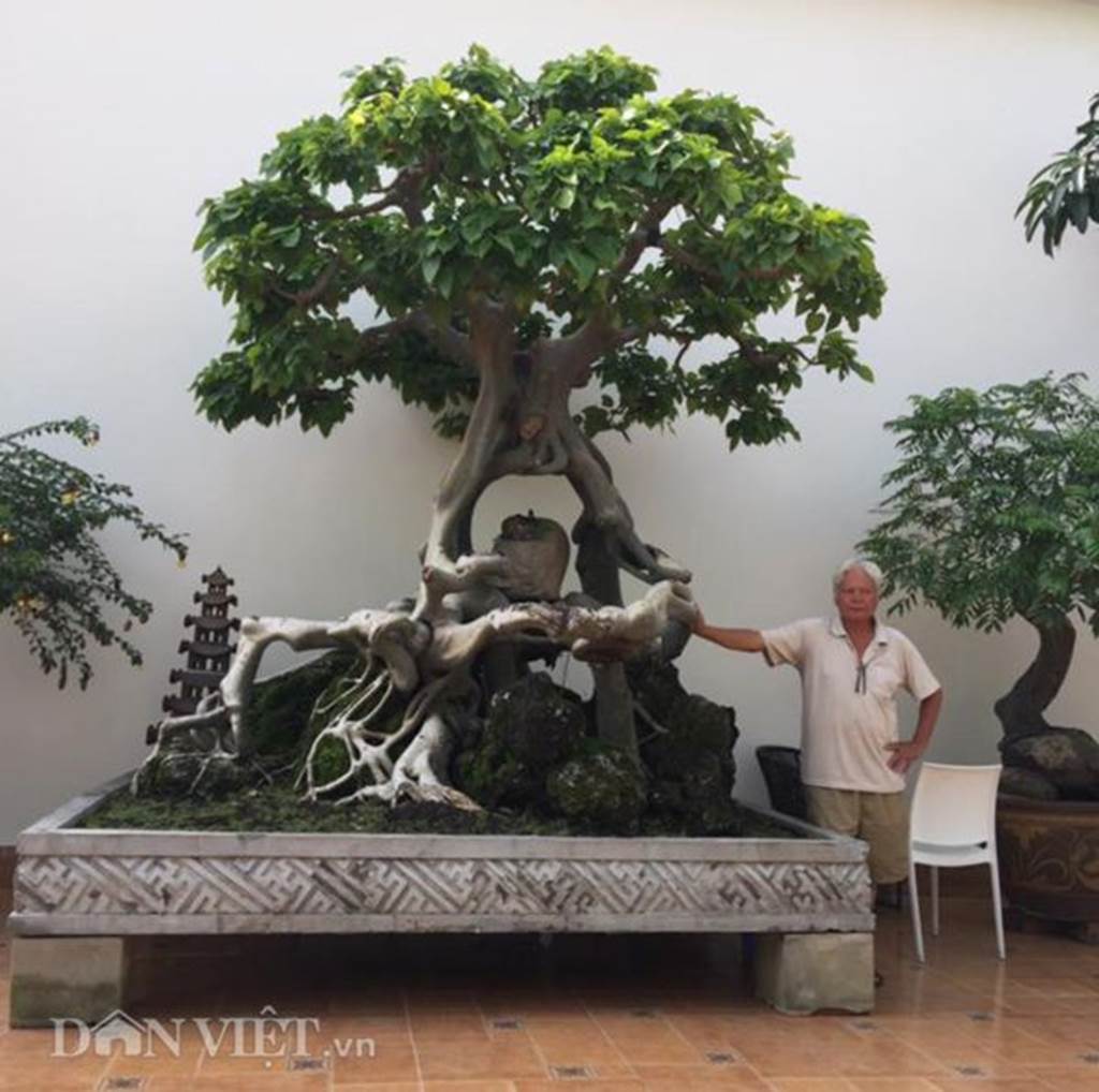 Xôn xao Nam Định: Cây sanh cổ bán kèm cổng nhà giá 6.000 USD?-5