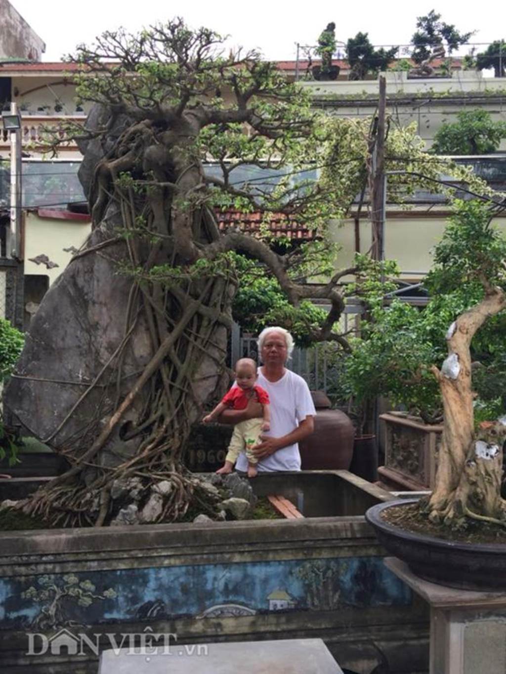 Xôn xao Nam Định: Cây sanh cổ bán kèm cổng nhà giá 6.000 USD?-6