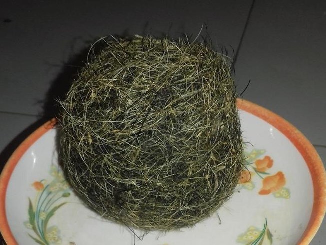 Mổ lợn 100kg, phát hiện vật nghi cát lợn quý giá-1