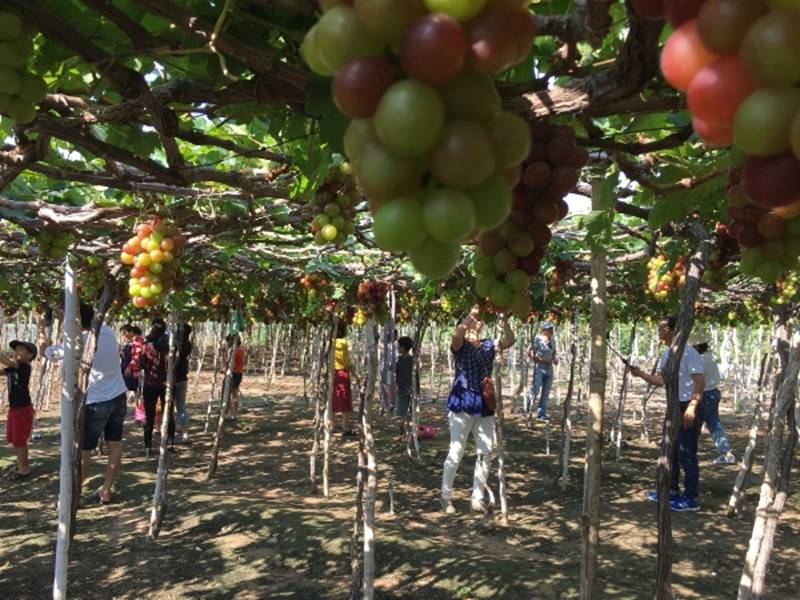 Kiếm tiền từ vườn nho rõ đẹp, khách tới ăn ngay tại vườn-1
