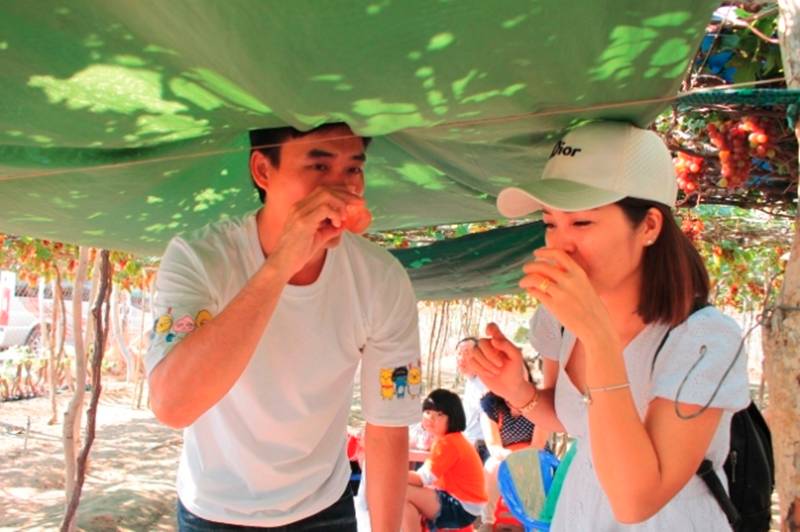 Kiếm tiền từ vườn nho rõ đẹp, khách tới ăn ngay tại vườn-5