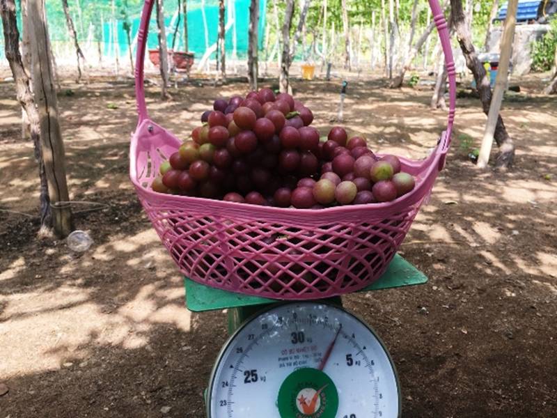 Kiếm tiền từ vườn nho rõ đẹp, khách tới ăn ngay tại vườn-6