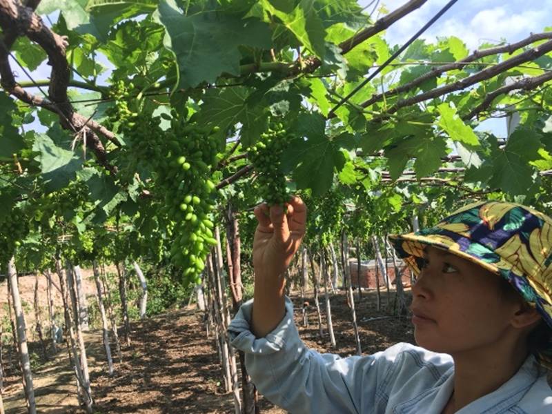 Kiếm tiền từ vườn nho rõ đẹp, khách tới ăn ngay tại vườn-10
