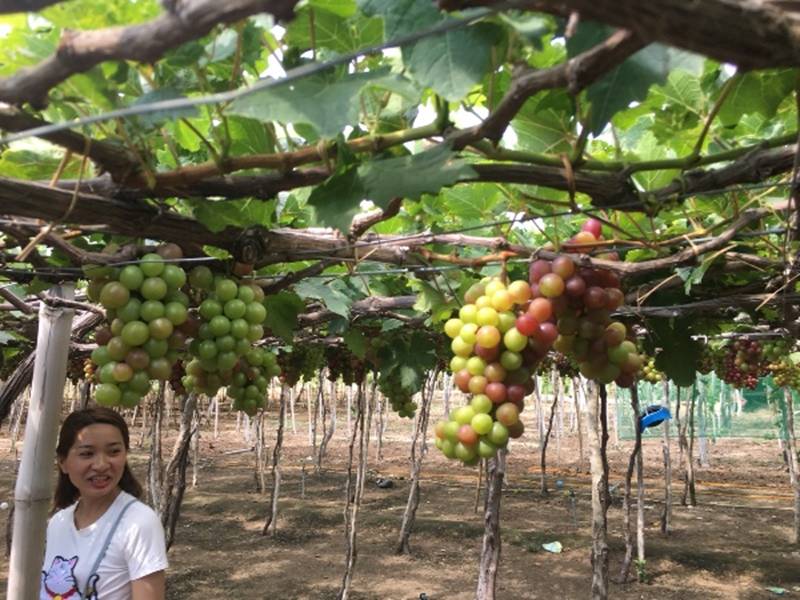 Kiếm tiền từ vườn nho rõ đẹp, khách tới ăn ngay tại vườn-8