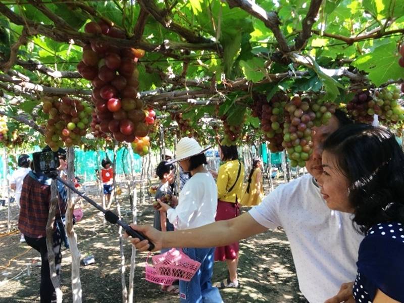 Kiếm tiền từ vườn nho rõ đẹp, khách tới ăn ngay tại vườn-9