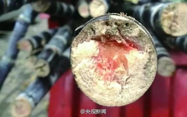 Người phụ nữ suy đa tạng sau ăn mía, cảnh báo nên vứt bỏ nếu có dấu hiệu này-1