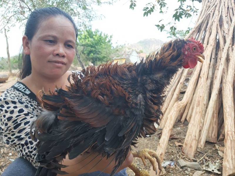 Quái gà lông dựng đứng xù như lông nhím, nuôi tặng chứ không bán-1