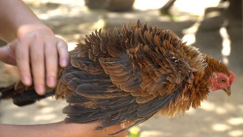 Quái gà lông dựng đứng xù như lông nhím, nuôi tặng chứ không bán-2