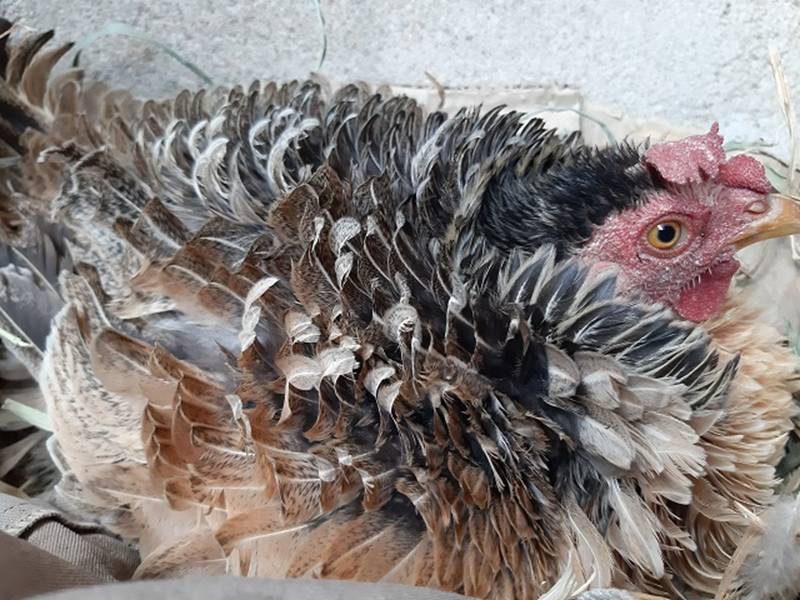 Quái gà lông dựng đứng xù như lông nhím, nuôi tặng chứ không bán-4