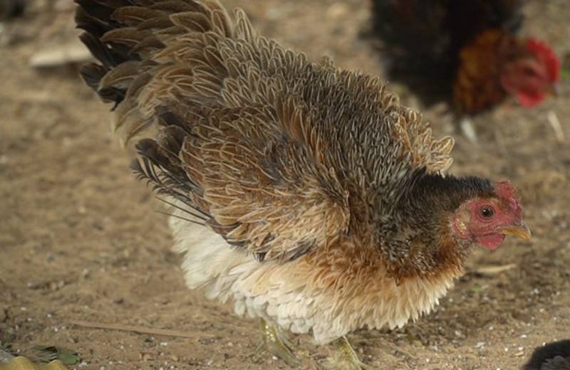 Quái gà lông dựng đứng xù như lông nhím, nuôi tặng chứ không bán-6