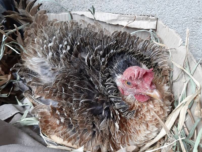 Quái gà lông dựng đứng xù như lông nhím, nuôi tặng chứ không bán-7