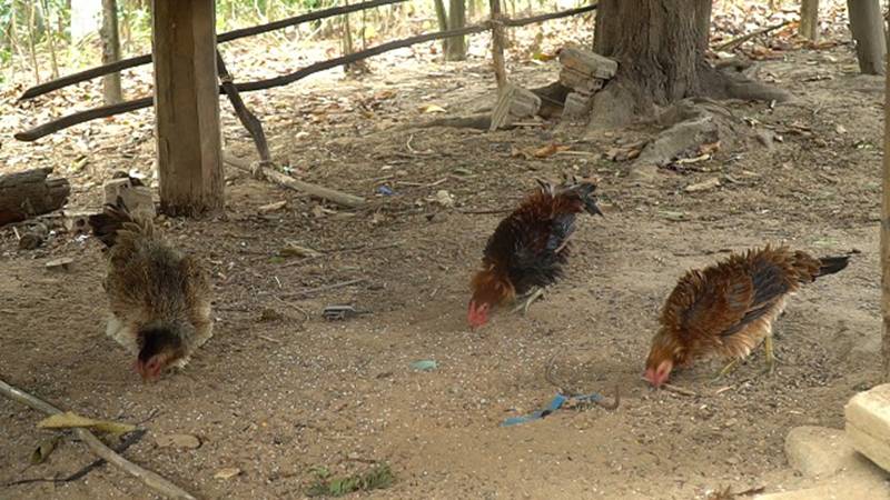 Quái gà lông dựng đứng xù như lông nhím, nuôi tặng chứ không bán-8