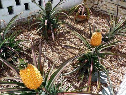 Choáng với 10 loại trái cây đắt nhất thế giới, 1 quả chuối có giá hơn 200 triệu đồng-4