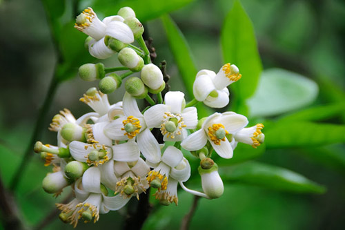 Đầu bếp nổi tiếng mách chị em làm nước hoa bưởi cực phẩm: Nấu ăn, pha trà, làm đẹp đều mĩ mãn!-2