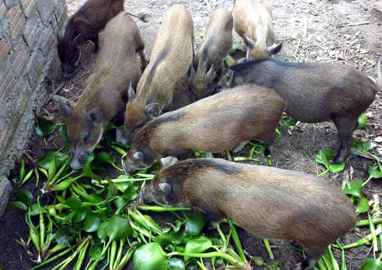 Phát hiện 2 đàn lợn rừng mắc bệnh Dịch tả lợn châu Phi-1