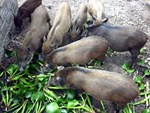 Chọn thịt lợn sạch theo hướng dẫn của chuyên gia trước tình hình dịch tả lợn châu Phi bùng phát-5