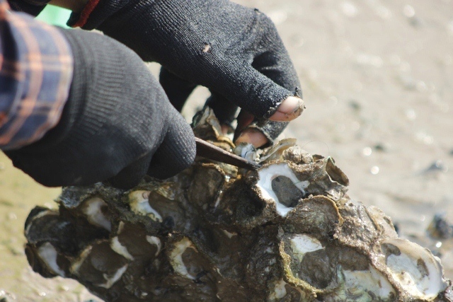 Săn thần dược tăng cường bản lĩnh đàn ông bên dòng sông Gianh-3