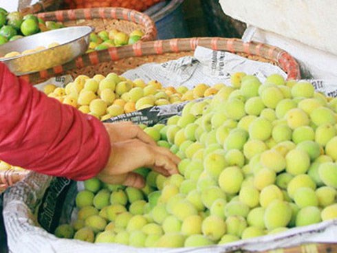 Gần 100.000 đồng/kg mơ xanh đầu mùa