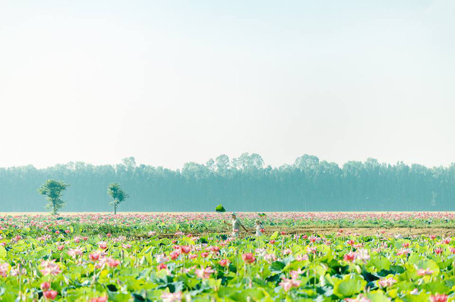 Đã lùng ra địa chỉ cánh đồng sen rộng bát ngát tại An Giang: Thiên đường sống ảo là đây chứ đâu nữa!-4