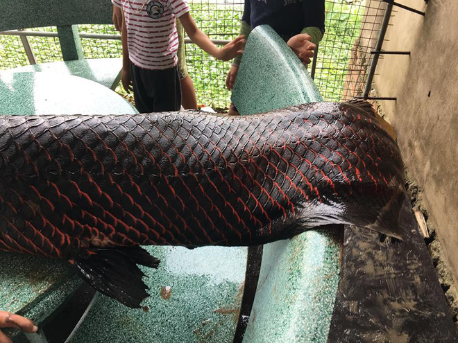 Sự thật thông tin người dân Hà Nội bắt được cá khủng hơn 1 tạ trên sông Nhuệ-3