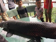 Sự thật thông tin người dân Hà Nội bắt được cá 'khủng' hơn 1 tạ trên sông Nhuệ