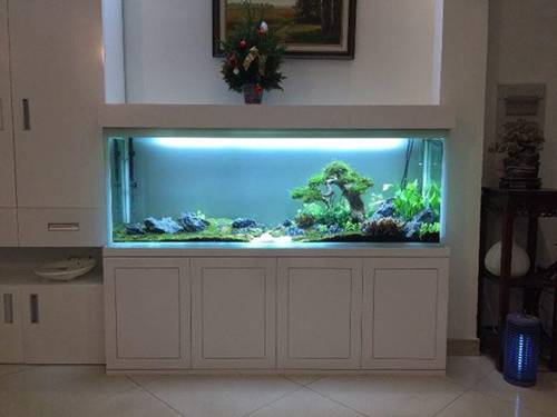 Tiết lộ 7 điều lưu ý khi nuôi cá cảnh kẻo phạm phong thủy, mất lộc làm ăn-1