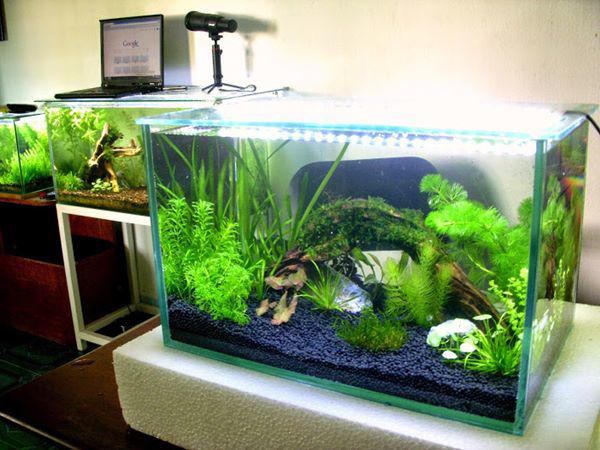 Tiết lộ 7 điều lưu ý khi nuôi cá cảnh kẻo phạm phong thủy, mất lộc làm ăn-2