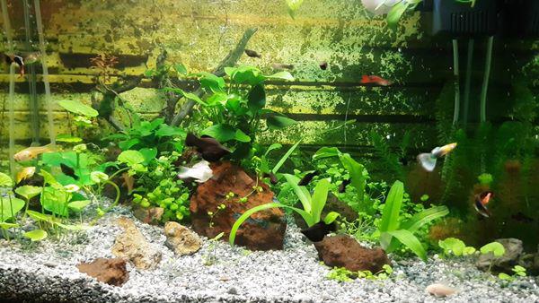 Tiết lộ 7 điều lưu ý khi nuôi cá cảnh kẻo phạm phong thủy, mất lộc làm ăn-3