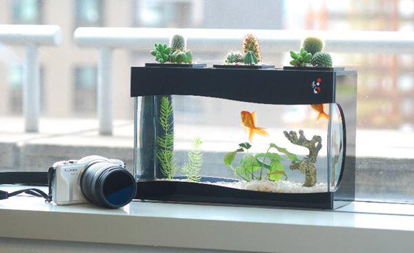 Tiết lộ 7 điều lưu ý khi nuôi cá cảnh kẻo phạm phong thủy, mất lộc làm ăn-4