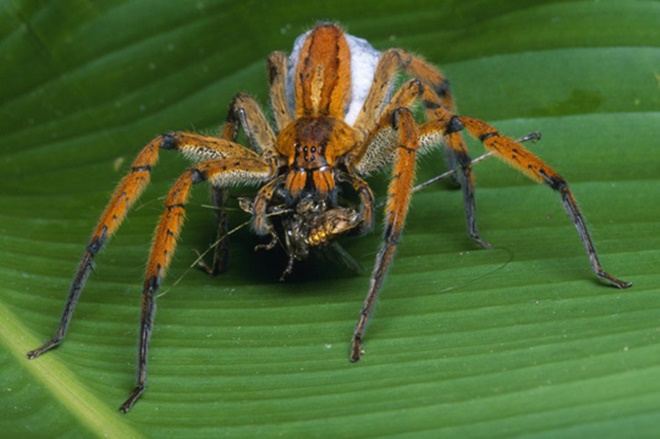 Chữa bản lĩnh đàn ông bằng… nhện độc-2